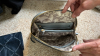 Tignanello Handbag and Clutch - 5