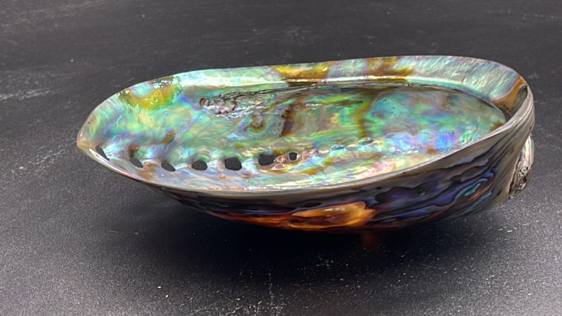Abalone Iridescent Shell