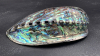 Abalone Iridescent Shell - 2