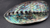 Abalone Iridescent Shell - 3