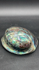 Abalone Iridescent Shell - 4