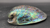 Abalone Iridescent Shell - 5