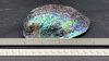 Abalone Iridescent Shell - 6