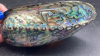 Abalone Iridescent Shell - 10