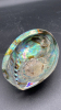 Abalone Iridescent Shell - 11