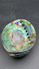 Abalone Iridescent Shell - 12