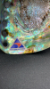 Abalone Iridescent Shell - 13