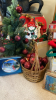 Miscellaneous Christmas Items - 2