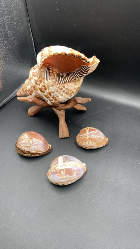 Seashell Decor