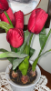 Tulips (6) with Ceramic Pot - 2