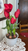 Tulips (6) with Ceramic Pot - 6