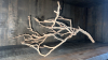 Driftwood Decor - 2