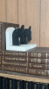 Encyclopedias & Home Library Books - 2