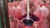 Fenton Plum Opalescent Hand Basket & Cranberry Opalescent Ruffled Edge Vases & Bowl - 17