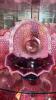 Fenton Plum Opalescent Hand Basket & Cranberry Opalescent Ruffled Edge Vases & Bowl - 22