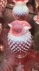 Cranberry Opalescent Hobnail Glass Pitchers, Vases & Hand Baskets - 33