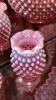 Cranberry Opalescent Hobnail Glass Pitchers, Vases & Hand Baskets - 44