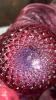 Fenton Cranberry Opalescent Glass Vases & Unmarked Cranberry Glass - 20