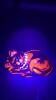 Fenton Ruby Red Glass Animal Figurines & Other Ruby Red Glass - 3