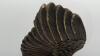 American Bald Eagle Figurine - 11