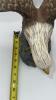 American Bald Eagle Figurine - 29